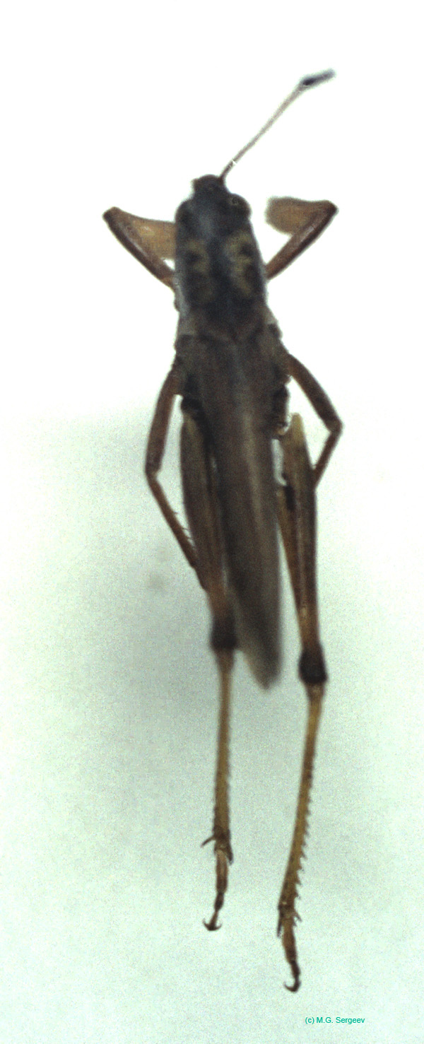 Aeropus_sibiricus_m_02