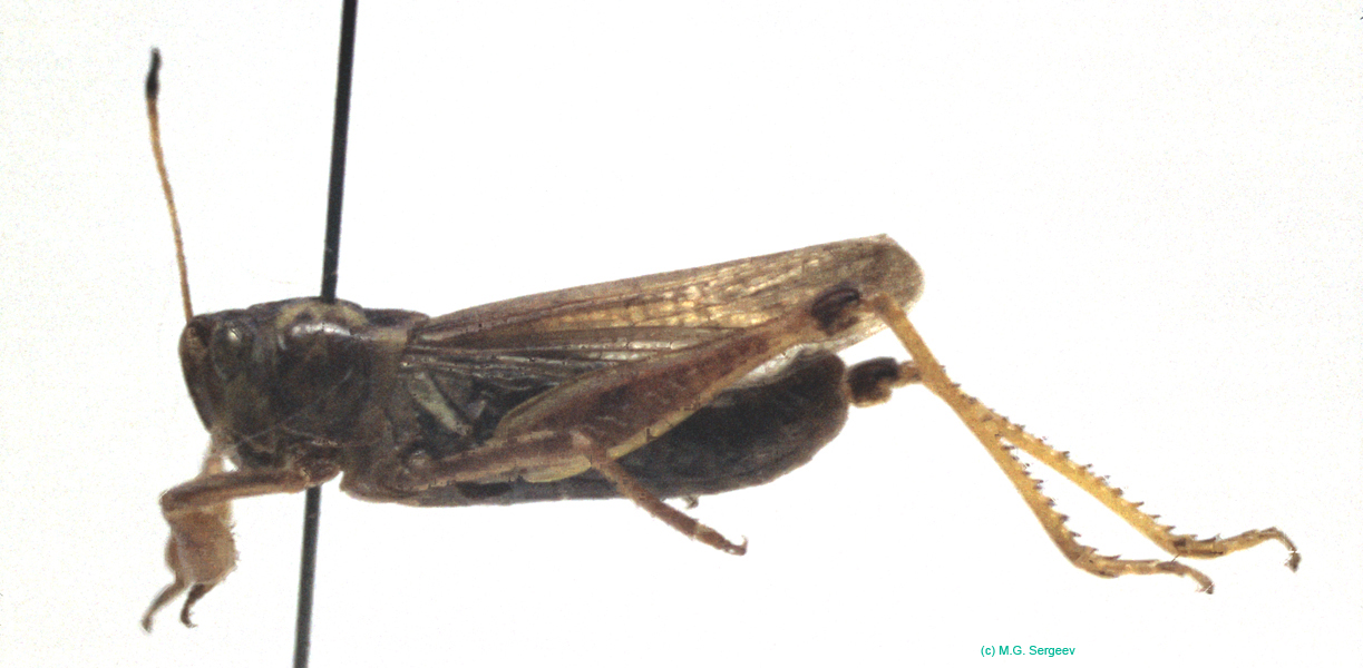 Aeropus_sibiricus_m_03