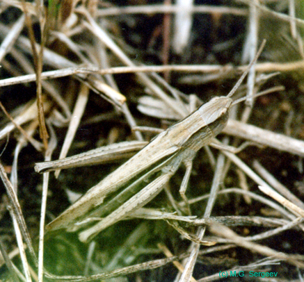 Chorthippus_albomarginatus_f_002