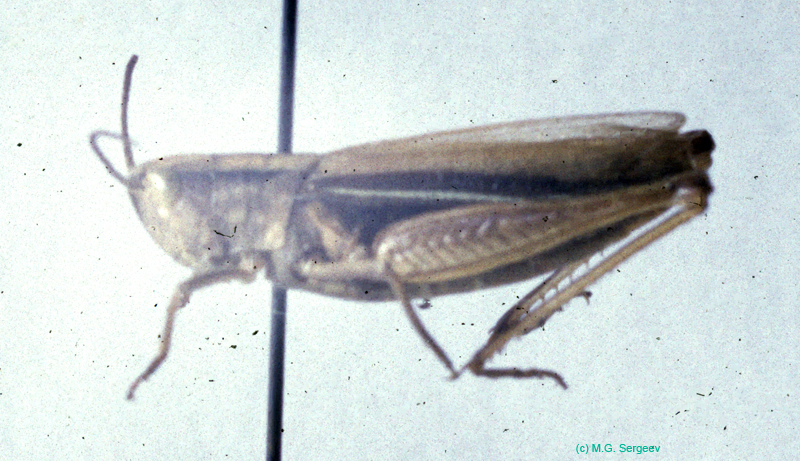 Chorthippus_albomarginatus_f_01