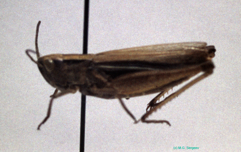Chorthippus_albomarginatus_f_02