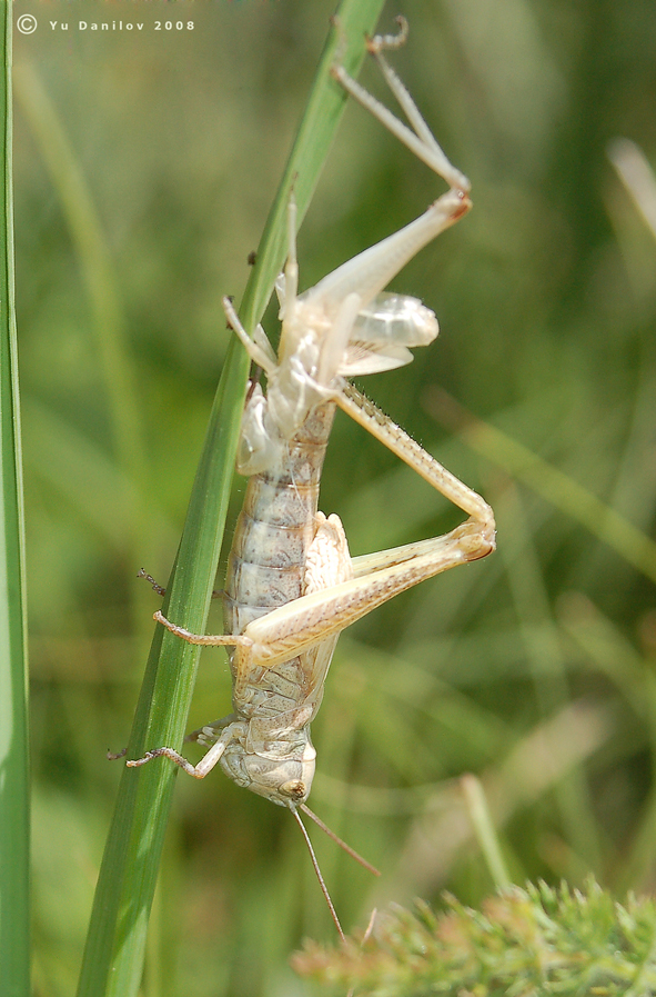 Chorthippus_albomarginatus_karelini_f_2008_Danilov