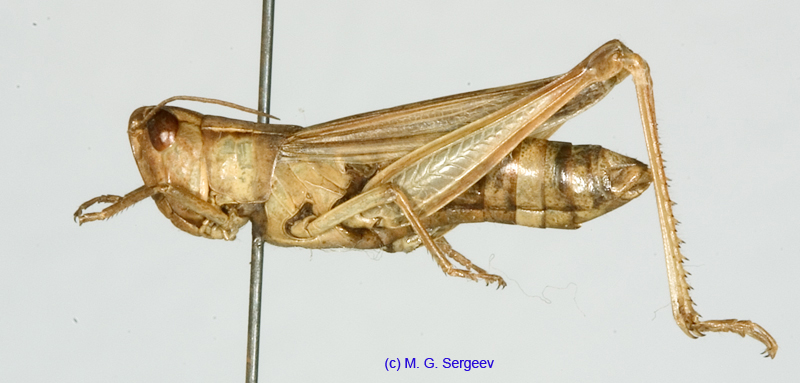Chorthippus_angulatus_f_1378