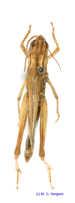 Chorthippus_angulatus_f_1379