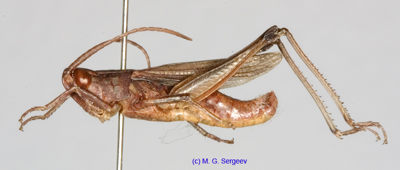 Chorthippus_angulatus_m_1376