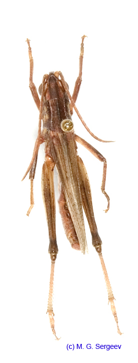 Chorthippus_angulatus_m_1377