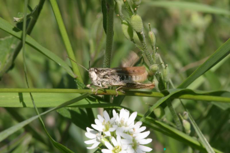 Chorthippus_apricarius_f_04_234