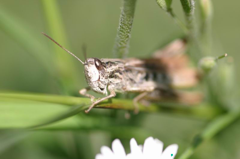 Chorthippus_apricarius_f_04_235