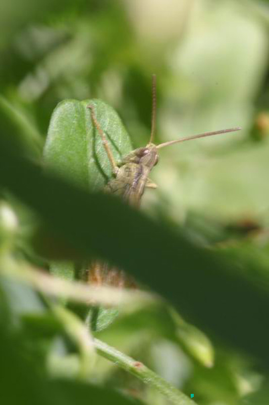 Chorthippus_apricarius_m_04_271
