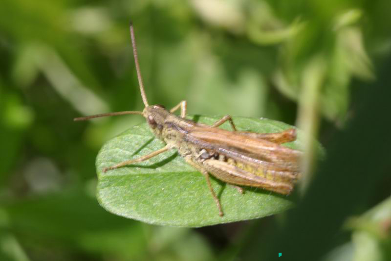 Chorthippus_apricarius_m_04_273