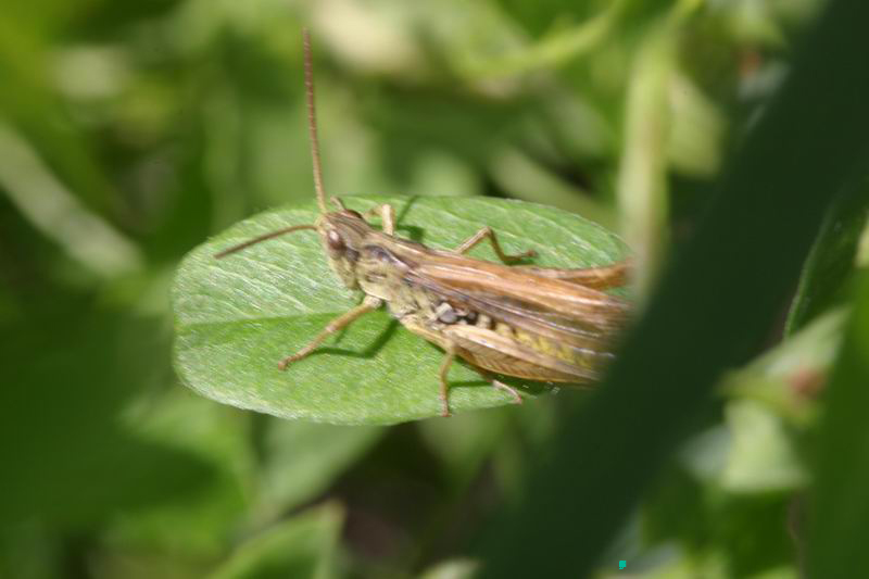 Chorthippus_apricarius_m_04_274