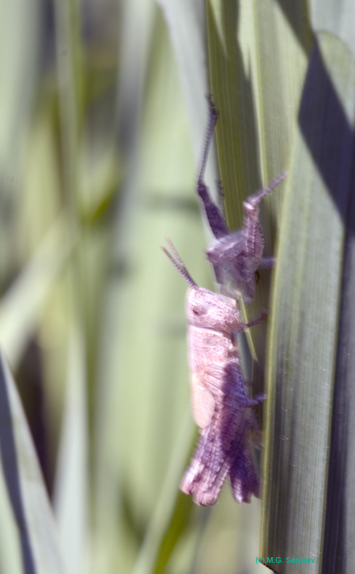Chorthippus_apricarius_n_0584