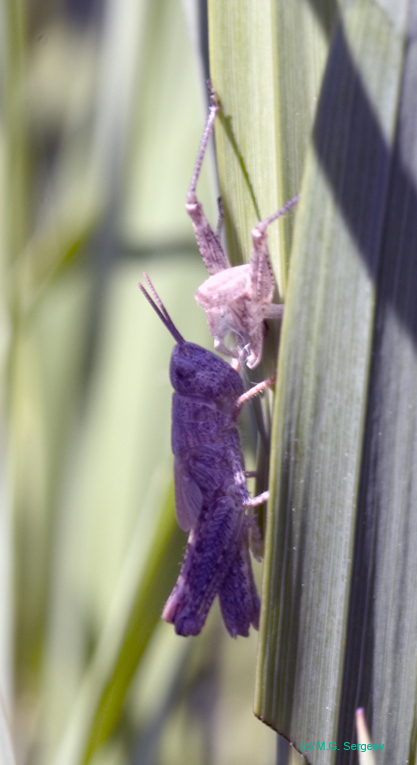 Chorthippus_apricarius_n_0585