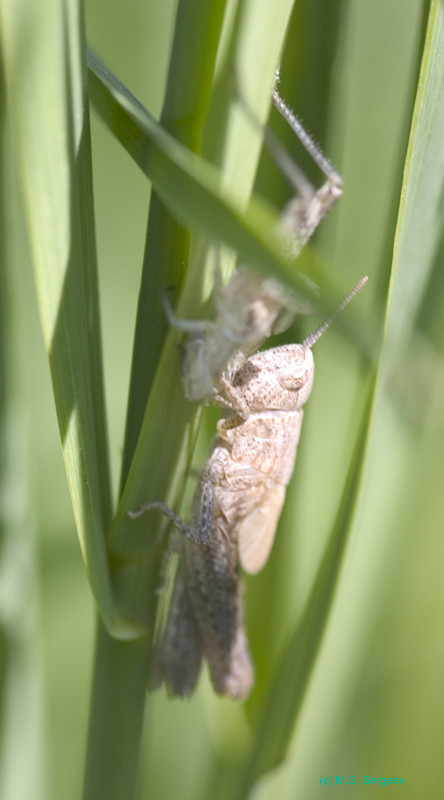 Chorthippus_apricarius_n_0588