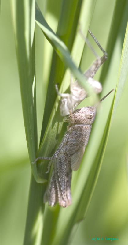 Chorthippus_apricarius_n_0592
