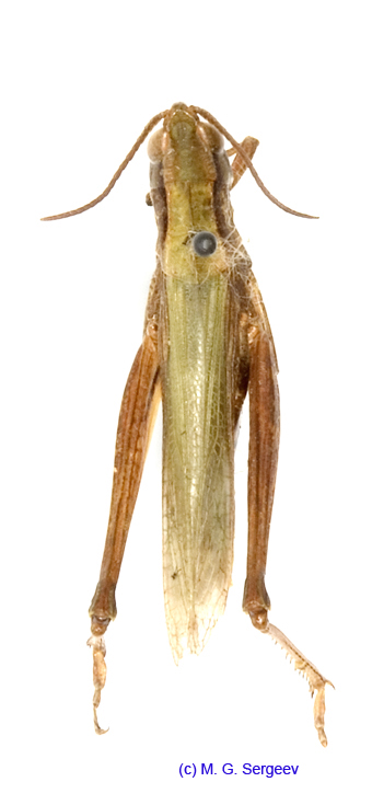 Chorthippus_caliginosus_f_1398