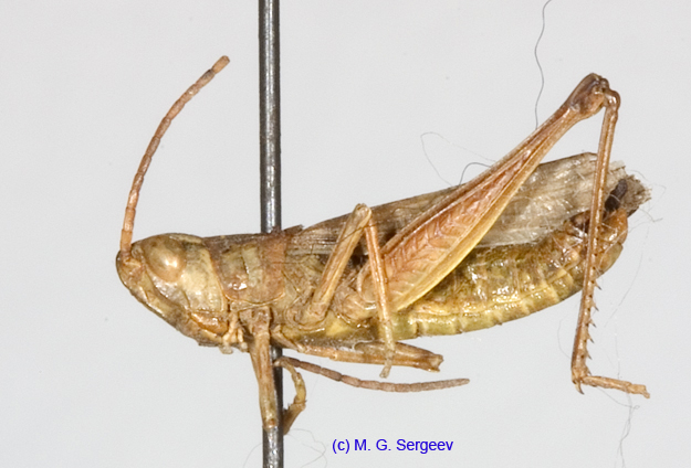Chorthippus_caliginosus_m_1396