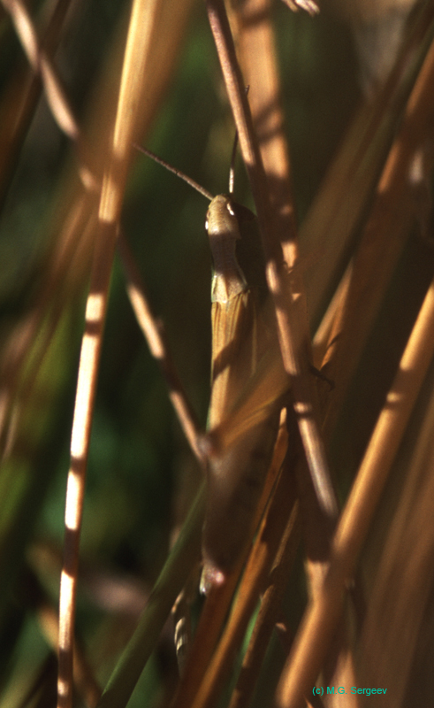 Chorthippus_curtipennis_f_03_01