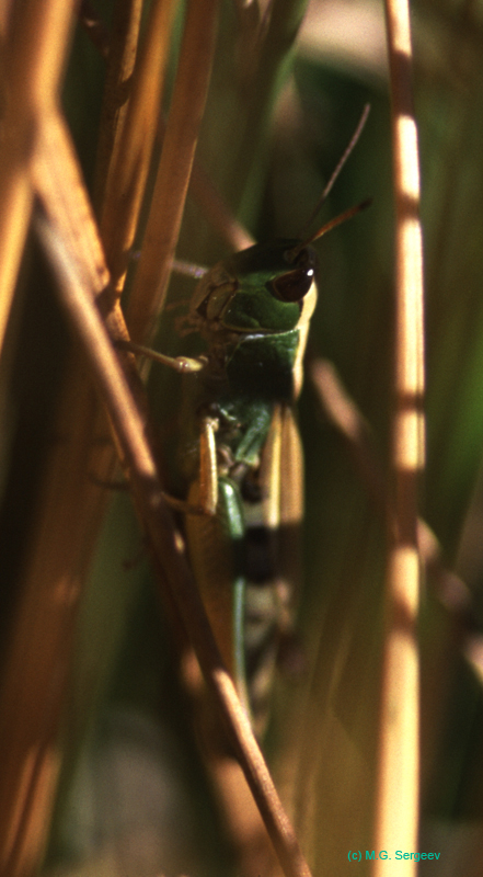 Chorthippus_curtipennis_f_03_02