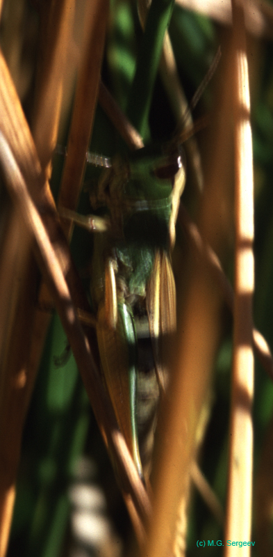 Chorthippus_curtipennis_f_03_03