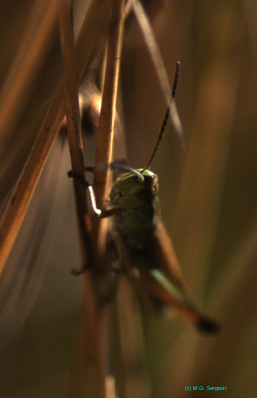 Chorthippus_curtipennis_m_03_01