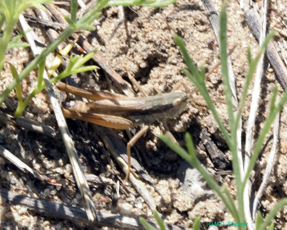 Mesasippus_arenosus_m_0742