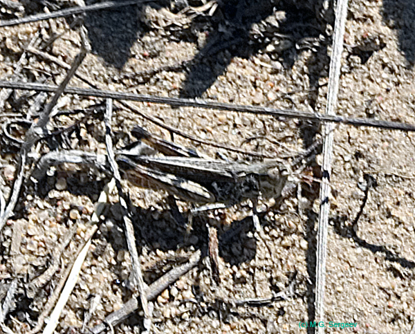 Myrmeleotettix_antennatus_m_0731