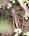 Aeropedellus_baliolus_f_003