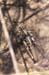 Aeropedellus_baliolus_f_9xx_02