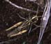 Aeropedellus_variegatus_f_03_01