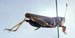 Aeropus_sibiricus_m_01