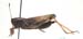 Aeropus_sibiricus_m_03