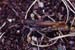 Aeropus_sibiricus_m_03_01