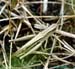 Chorthippus_albomarginatus_f_002