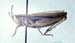 Chorthippus_albomarginatus_f_01