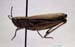 Chorthippus_albomarginatus_f_02