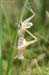 Chorthippus_albomarginatus_karelini_f_2008_Danilov