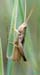 Chorthippus_albomarginatus_m_001