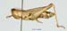 Chorthippus_angulatus_f_1378