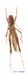 Chorthippus_angulatus_m_1377