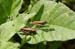 Chorthippus_apricarius_Omocestus_haemorrhoidalis_04_280