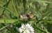 Chorthippus_apricarius_f_04_234