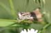 Chorthippus_apricarius_f_04_235