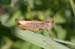 Chorthippus_apricarius_f_04_270