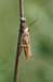 Chorthippus_apricarius_m_04_244
