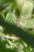 Chorthippus_apricarius_m_04_271