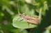 Chorthippus_apricarius_m_04_273