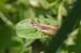 Chorthippus_apricarius_m_04_274