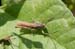 Chorthippus_apricarius_m_04_281
