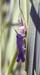 Chorthippus_apricarius_n_0585